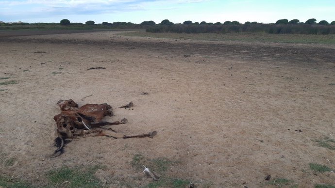 WWF exige a las administraciones que "reaccionen" ante la situación de Doñana.