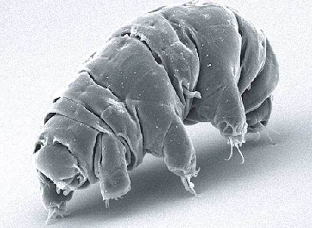 Imagen SEM de Milnesium tardigradum en estado activo.