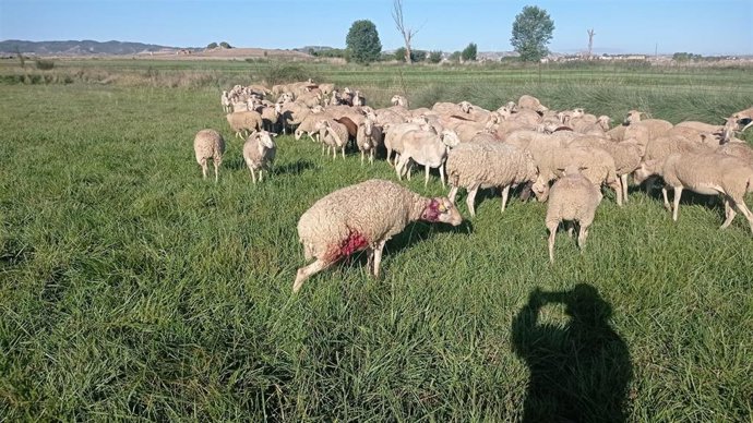 Un nuevo ataque en la noche de este lunes en una parcela situada en la zona de huerta de Robres deja siete corderas muertas y numerosas más heridas.