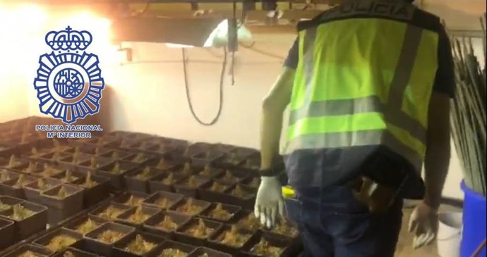 Agentes descubren un cultivo de marihuana en un antiguo taller de vehículos de Alcalá de Guadaíra.