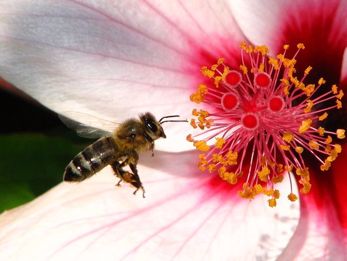 Abeja posándose en un flor