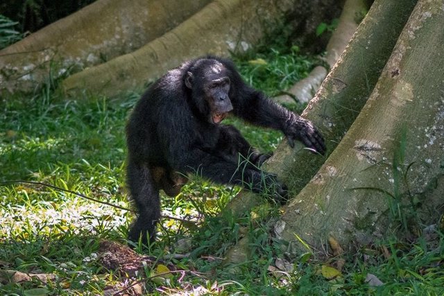 Chimpancé percutiendo la base de un tronco para transmitir mensajes