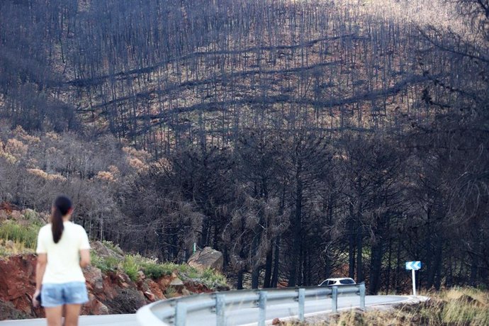 Paraje de Sierra Bermeja, un año después del incendio forestal