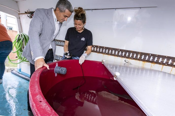 El vicepresidente de Cantabria, Pablo Zuloaga, junto al ejemplar macho de musola cedido por el Museo Marítimo del Cantábrico al Bioparc Acuario de Gijón