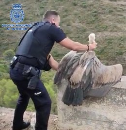 Reintegración del buite leonado rescatado por la Policía Nacional en Marbella