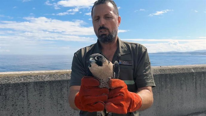 Fotos Y Audio Dg Reintroducción Halcón Peregrino Puerto Gijón/ Xixón