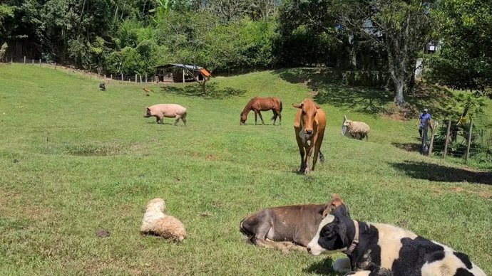 La tierna amistad de esta mujer con las vacas de su granja
