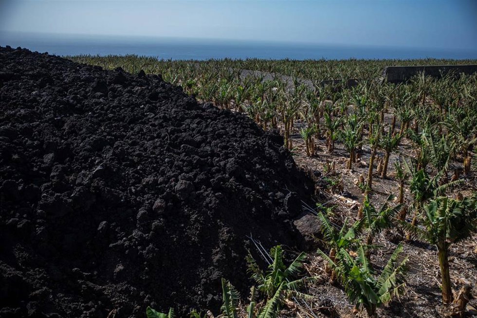 Archivo - Vista de una colada de lava junto a una plantación de plátanos
