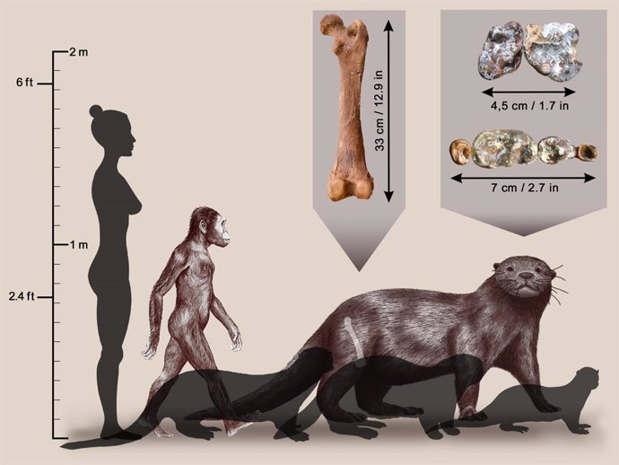 Reconstrucción de la nutria Enhydriodon omoensis (al fondo), comparada con tres especies actuales, de izquierda a derecha: la nutria gigante sudamericana; la nutria marina; y una nutria africana.