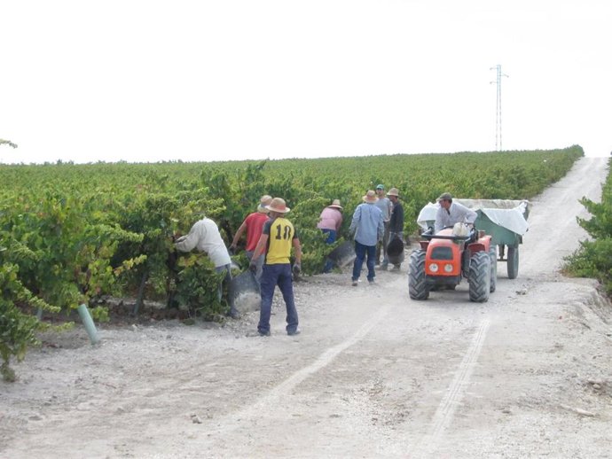 Archivo - Vendimia en el marco vitivinícola de Montilla-Moriles (Córdoba) en una imagen de archivo.
