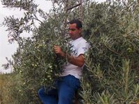 La cosecha de aceituna de mesa será "la más corta de todo el siglo", un 40% menos que en 2021