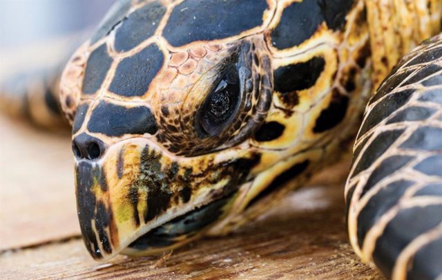 Tortuga Hawksbill del Pacífico Oriental