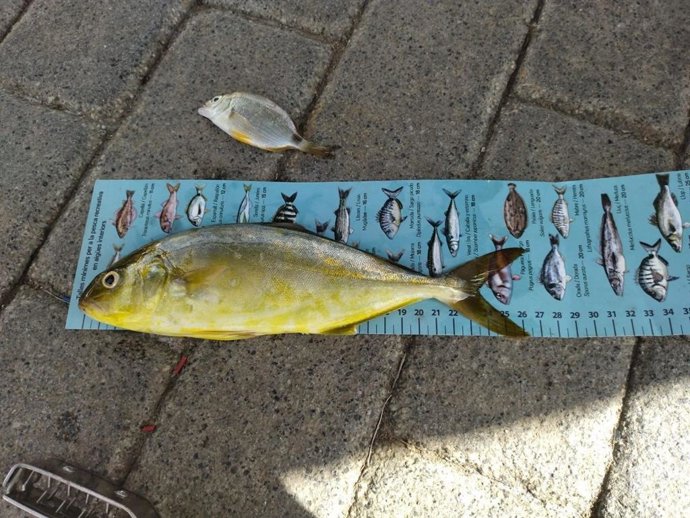 Ejemplar de 'verderol'.