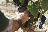 El control de maduración de la DOCa Rioja confirma la vendimia generalizada en uvas blancas en Rioja Oriental