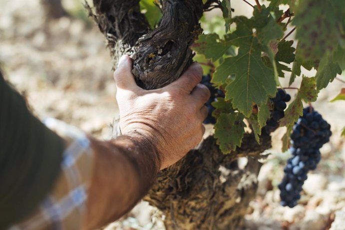 Vendimia en Rioja