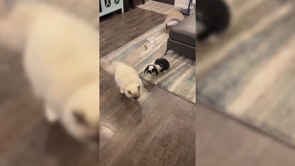 El mundo al revés: este conejo persigue a un gato
