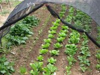 El Ayuntamiento de Huesca prohíbe el riego de huertos y jardines ante la escasez de agua