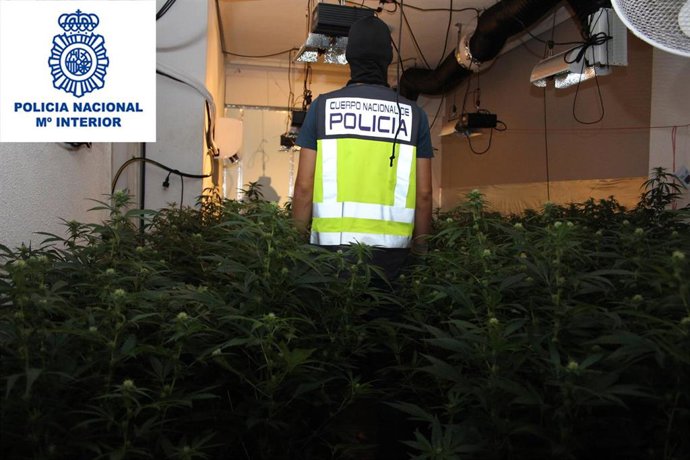 Nota De Prensa Plantación De Marihuana