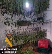 Dos detenidos con un cultivo de 150 plantas de marihuana ocultas en una nave de Líjar (Almería)