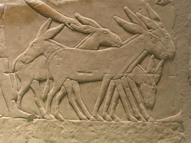 Relieve de unos burros de la Necrópolis de Guiza, tumba de Seshemnefer IV, del Imperio Antiguo