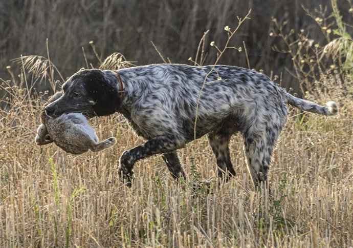 Archivo - Un perro lleva una presa en su boca.