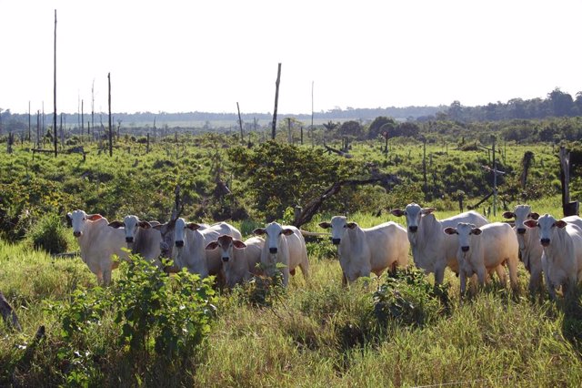 Pastos de ganado recientemente deforestados en el este de la Amazonía brasileña.