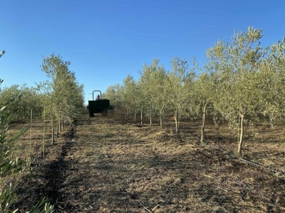 Olivar de secano donde se ha realizado la investigación.