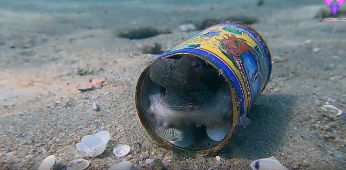 Las curiosidades del fondo del mar: un buzo descubre a un pulpo viviendo en una lata del fondo marino