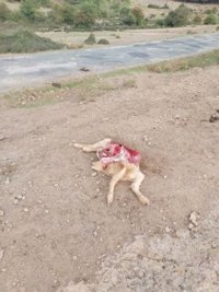 UPA denuncia que 12 ovejas y un ternero "han muerto por ataques de lobo en una semana" es "una situación insostenible"
