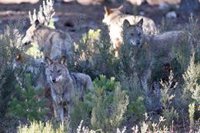 Cantabria autoriza abatir lobos en tres zonas de la región por los "cuantiosos daños" a la ganadería