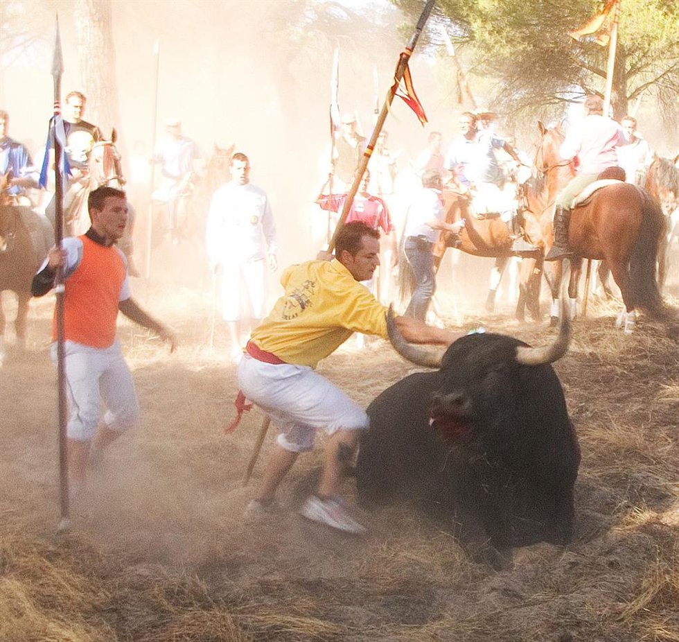 VÍDEO: TSJCyL admite una petición del Pacma y suspende de manera cautelar el nuevo reglamento del Toro de la Vega