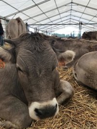 La Expoferia de Aínsa (Huesca) celebrará su 37 edición con más de 100 productores de ambos lados del Pirineo