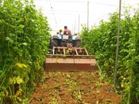 El Cabildo de Tenerife concede casi 70.000 euros en subvenciones a 61 agricultores para impulsar la rotación de cultivos