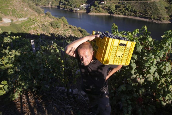 Comienza la vendimia en algunas de las viñas de A Ribeira Sacra. En la subzona de Amandi, el cosechero estadounidense Zak Elfman recoge los últimos racimos de godello y garnacha para elaborar los vinos de su bodega "Mission"