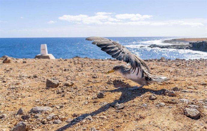 Archivo - Pardela cenicienta en Fuerteventura