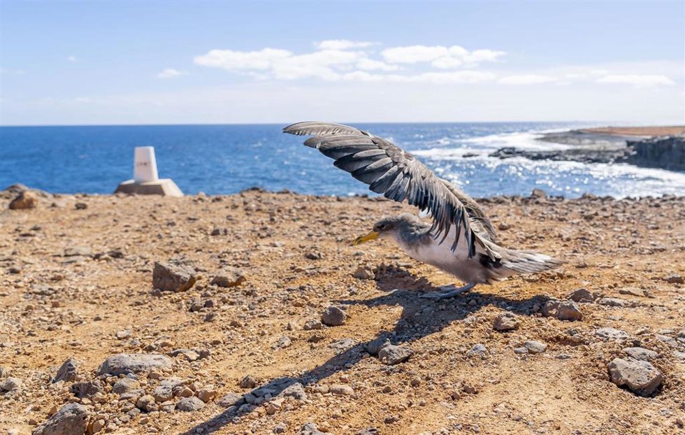 Archivo - Pardela cenicienta en Fuerteventura