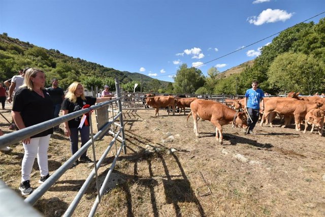 Villoslada acoge el mayor encuentro de la ganadería extensiva serrana con más de 1000 cabezas de 25 explotaciones