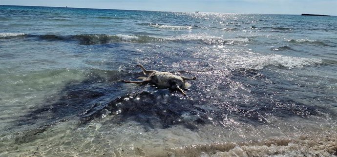 Aparece una oveja muerta en la playa de Son Bou, en el municipio menorquín de Alaior