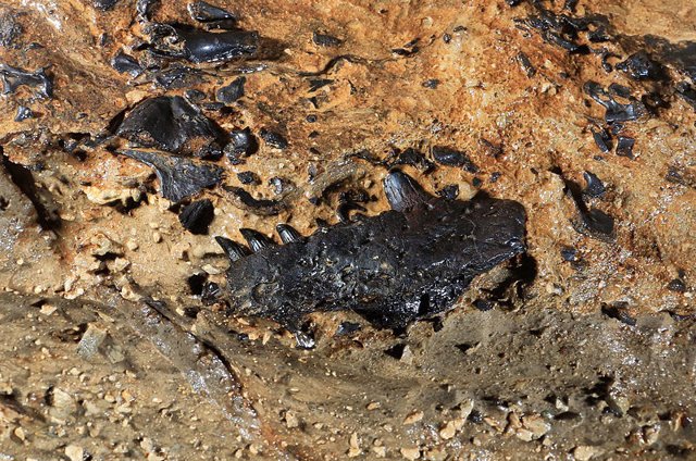 Fósil de un tetrápodo temprano