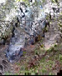 El incendio activo en Santiago-Pontones (Jaén) quema unas 125 hectáreas y suma "un nuevo foco" en el Borosa