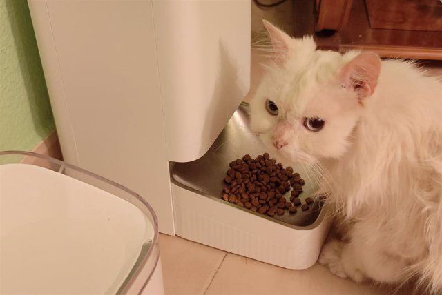 Un gato utilizando el nuevo Xiaomi Smart Pet Food Feeder