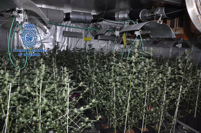 Archivo - Plantació de marihuana indoor a la Llagostera (Girona)