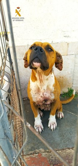 Un dels gossos confiscats pel Seprona (Gurdia Civil)