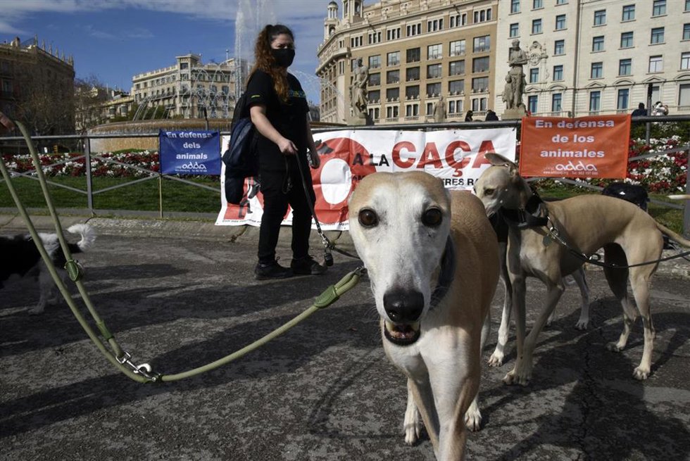 Archivo - Un galgo durante la manifestación bajo el lema `No a la caza en Barcelona, Cataluña (España), a 7 de febrero de 2021.