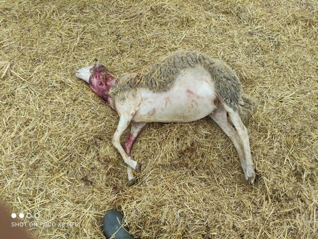 Un ataque deja cinco ovejas muertas en una explotación agrícola en Robres, Huesca.
