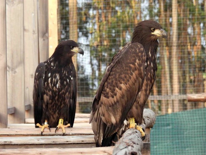 Ejemplares de pigargos