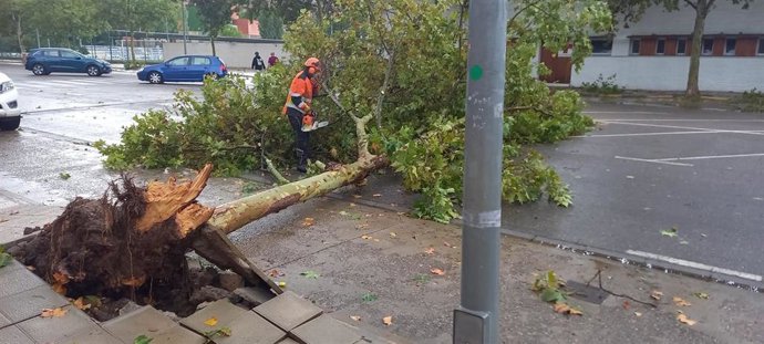 Un árbol caído durante la tormenta en Arnedo provoca el corte de la carretera