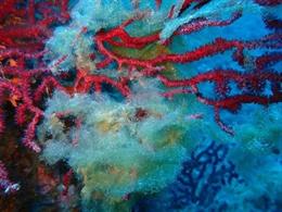 Una muestra del alga acumulándose sobre la gorgonia roja