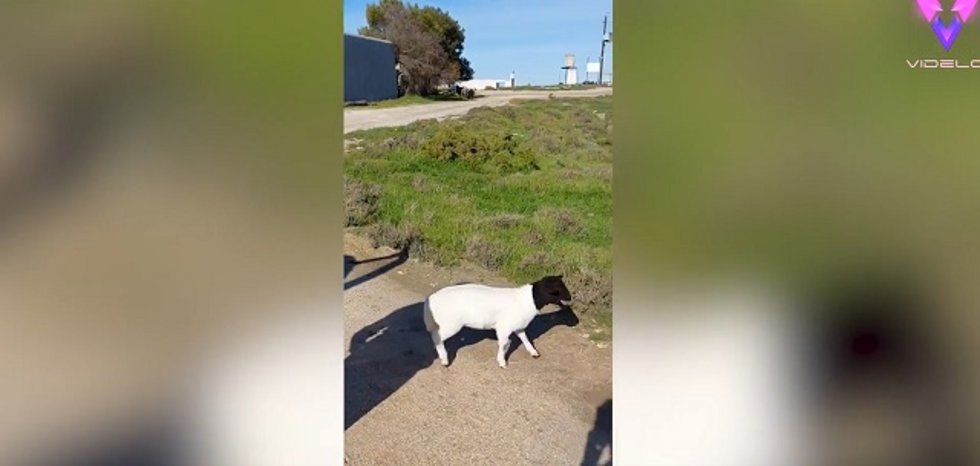 Este corderito se reencuentra con su familia