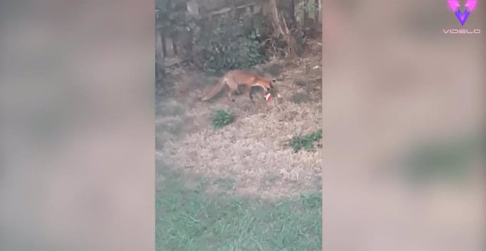 Pillan a un adorable zorro jugando en su jardín